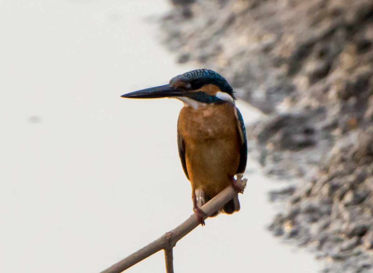 Common Kingfisher - ML646404400