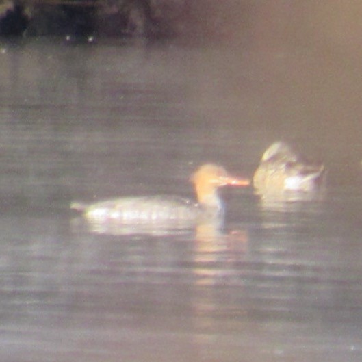 Red-breasted Merganser - ML646404404