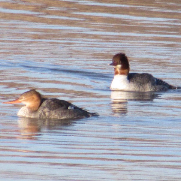Red-breasted Merganser - ML646404405