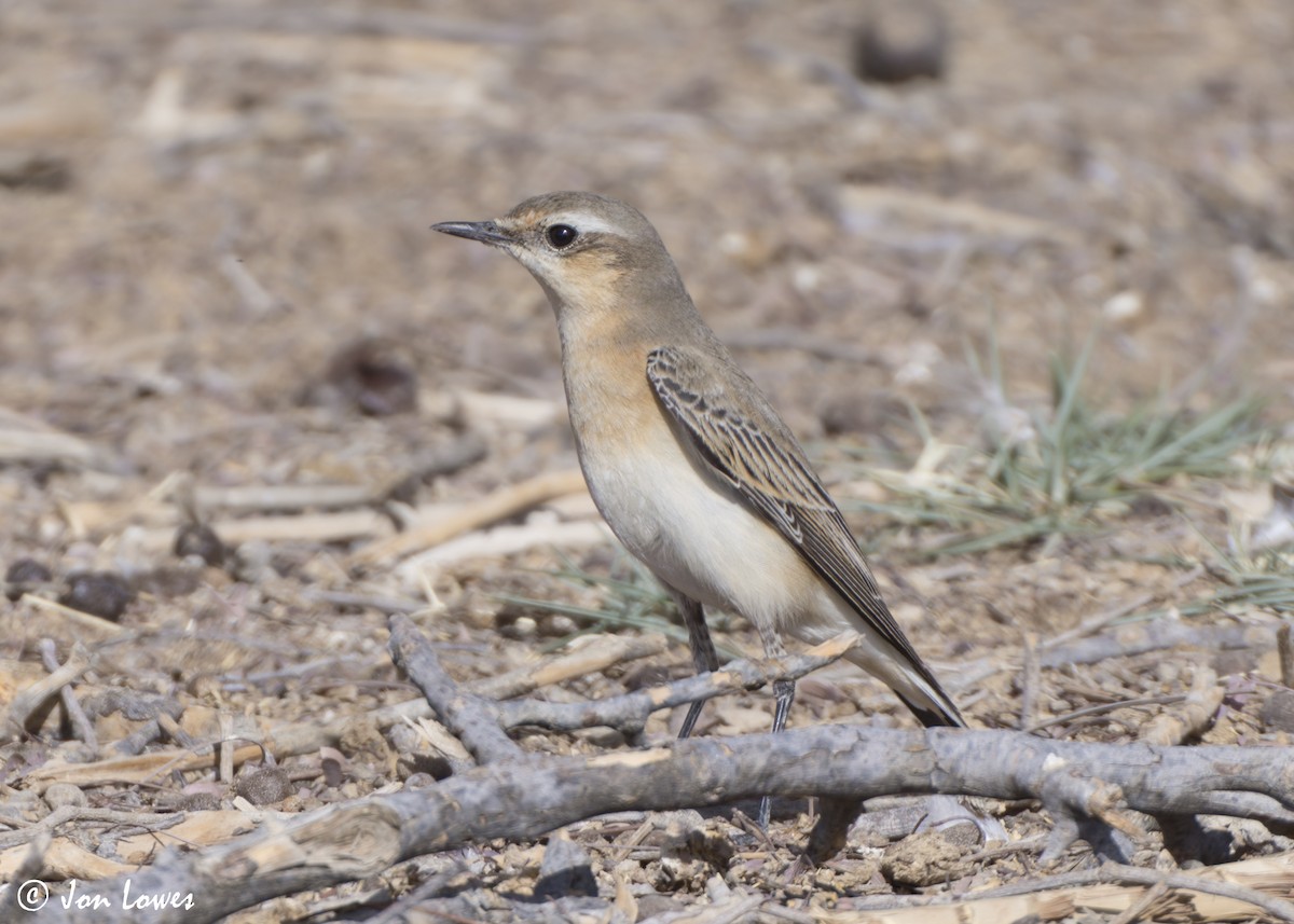 bělořit šedý - ML646404406