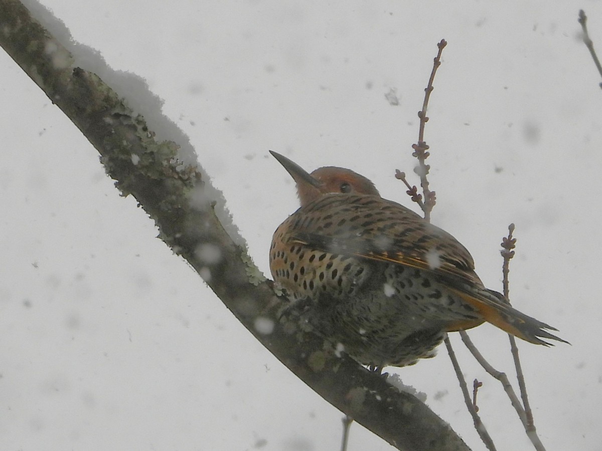 ハシボソキツツキ - ML646404407