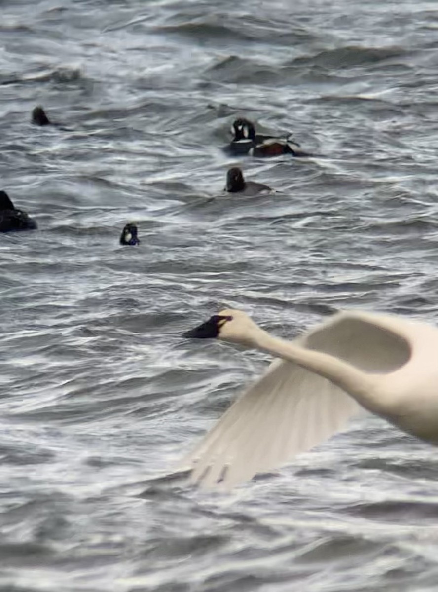 kačka strakatá - ML646404411