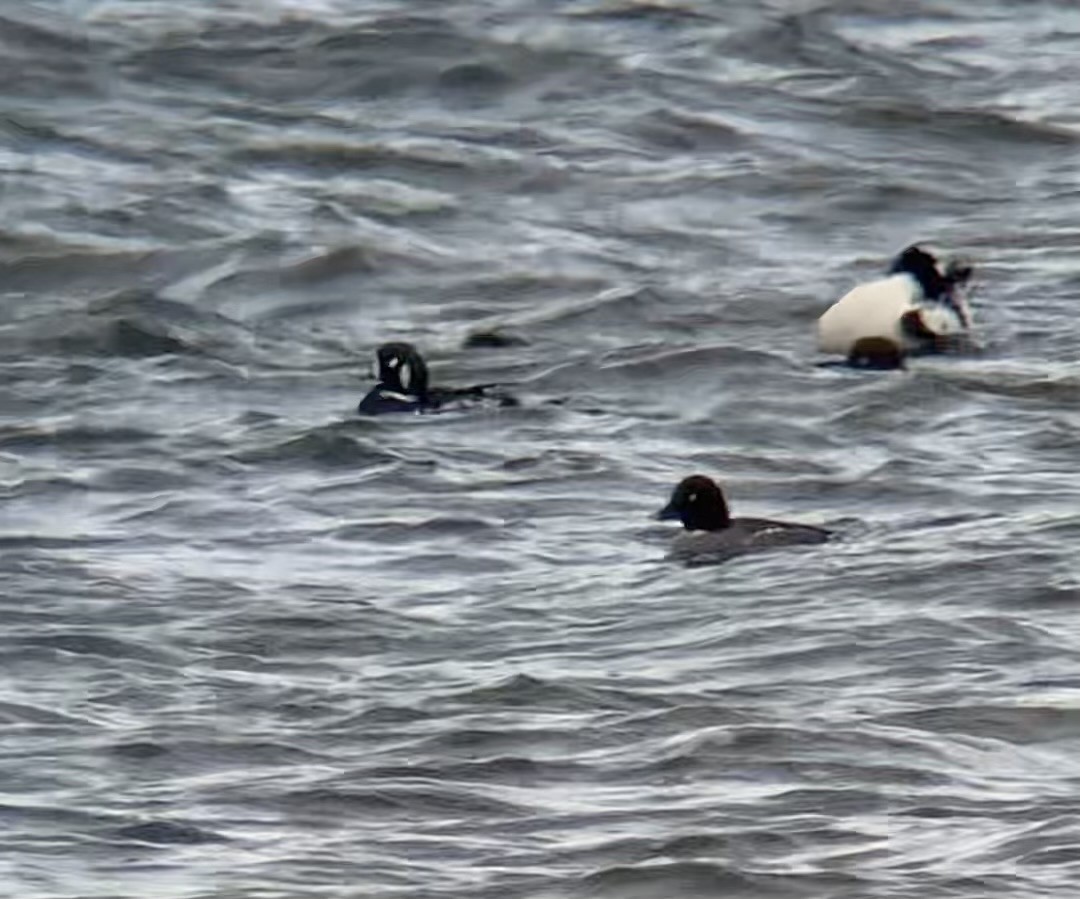 kačka strakatá - ML646404412