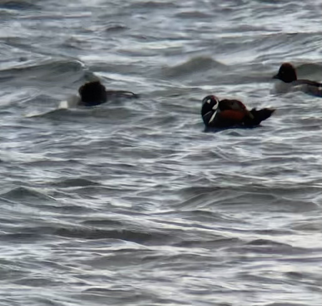 kačka strakatá - ML646404415