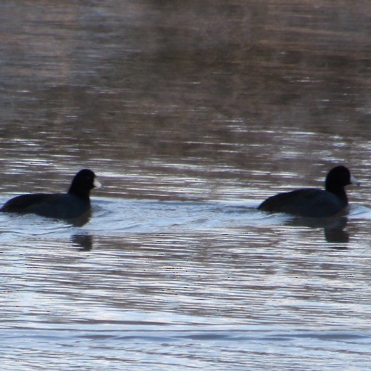 American Coot - ML646404416