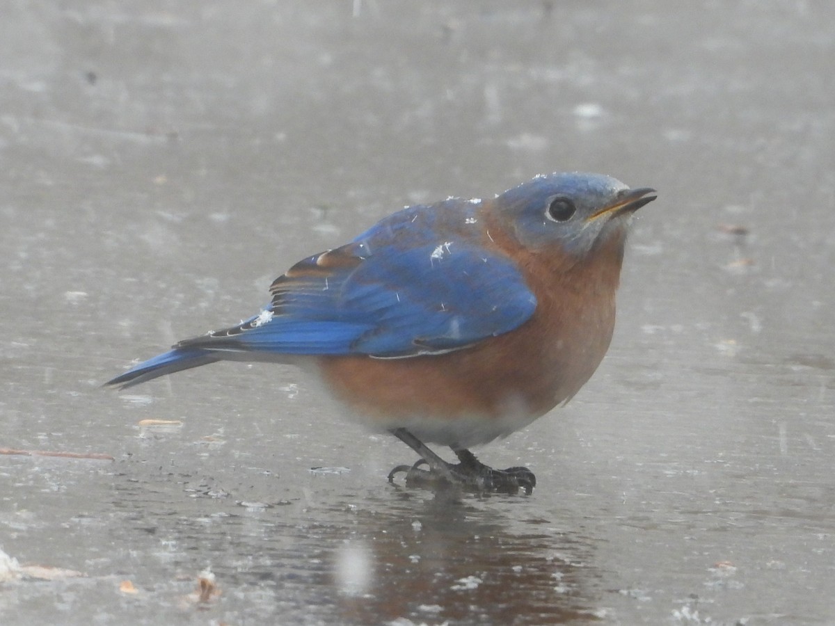 ルリツグミ - ML646404417