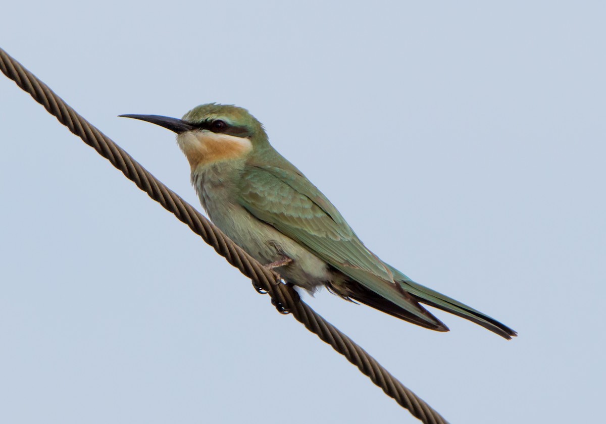 Blue-cheeked Bee-eater - ML646404418