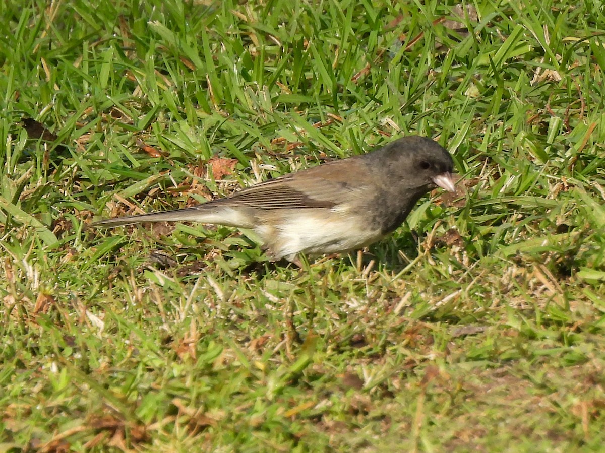 Dark-eyed Junco (Slate-colored) - ML646404420