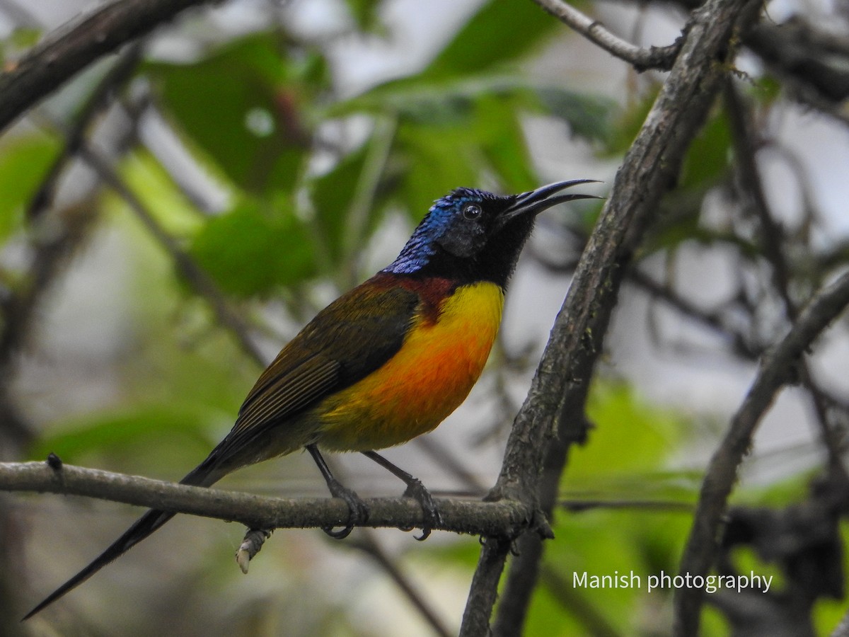 Souimanga à queue verte - ML646404421