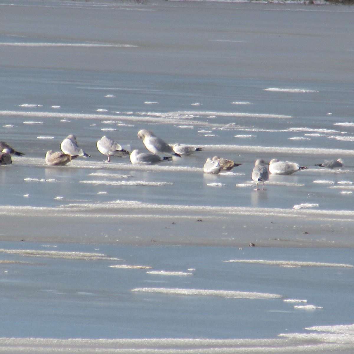 American Herring Gull - ML646404423
