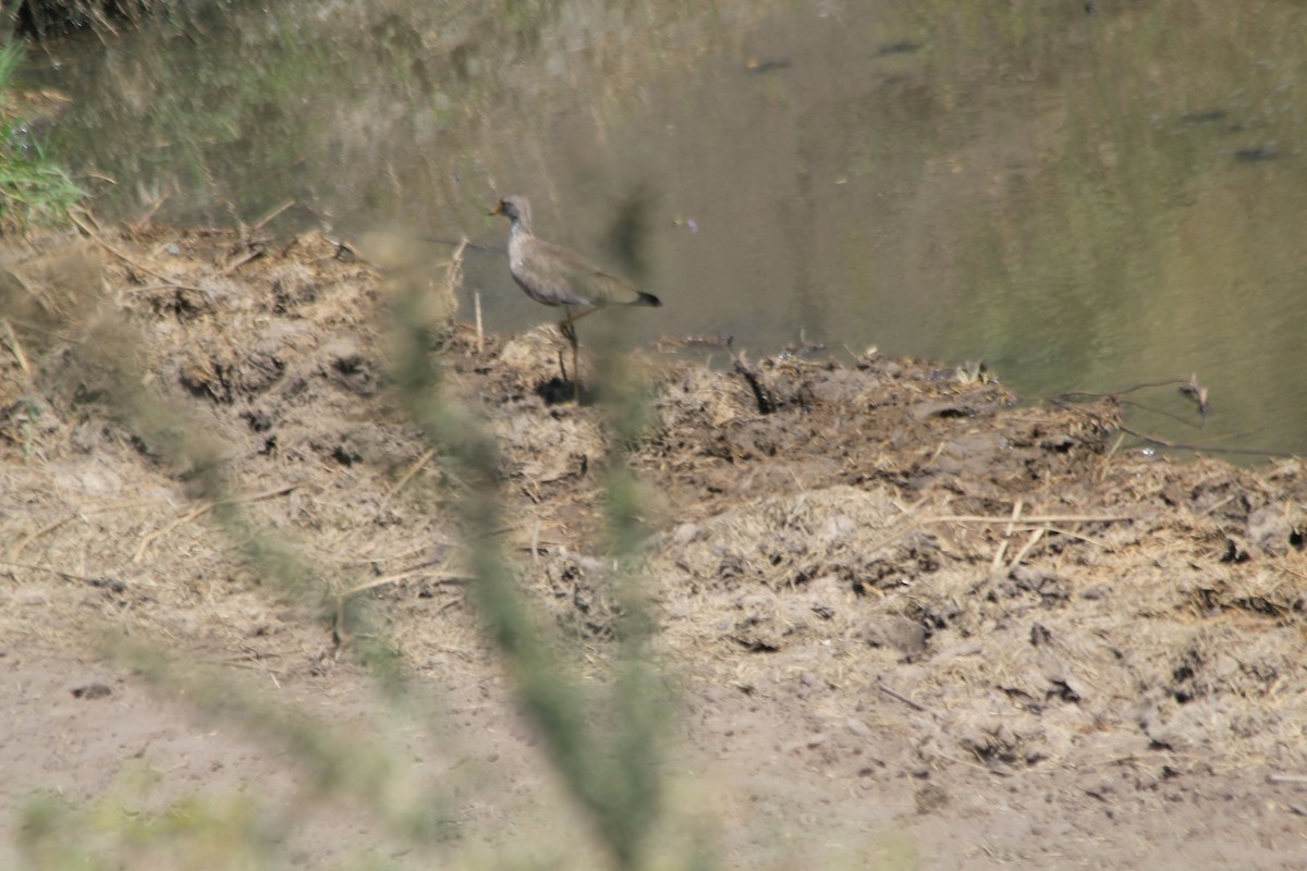 Wattled Lapwing - ML646404424