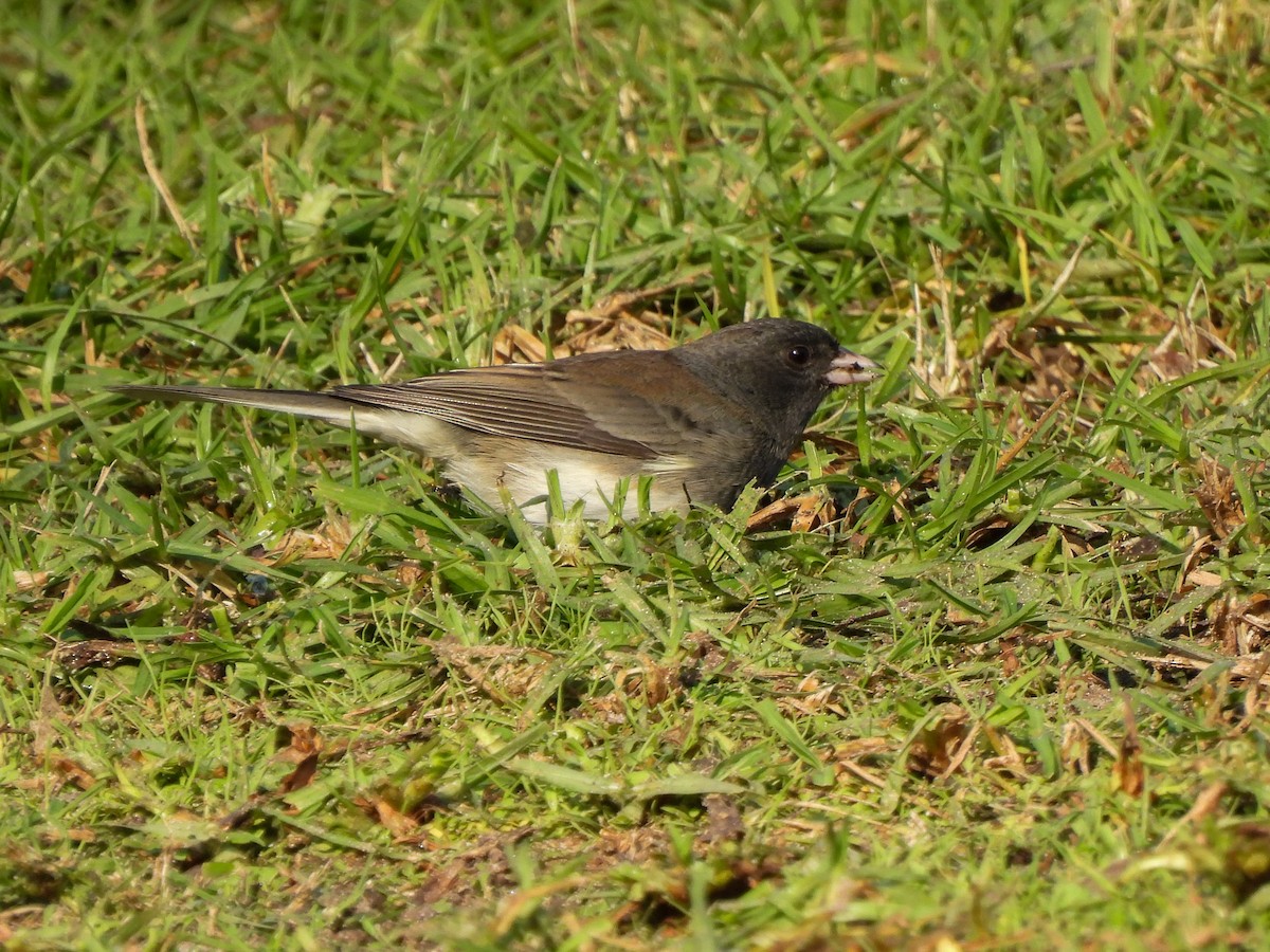 Dark-eyed Junco (Slate-colored) - ML646404425