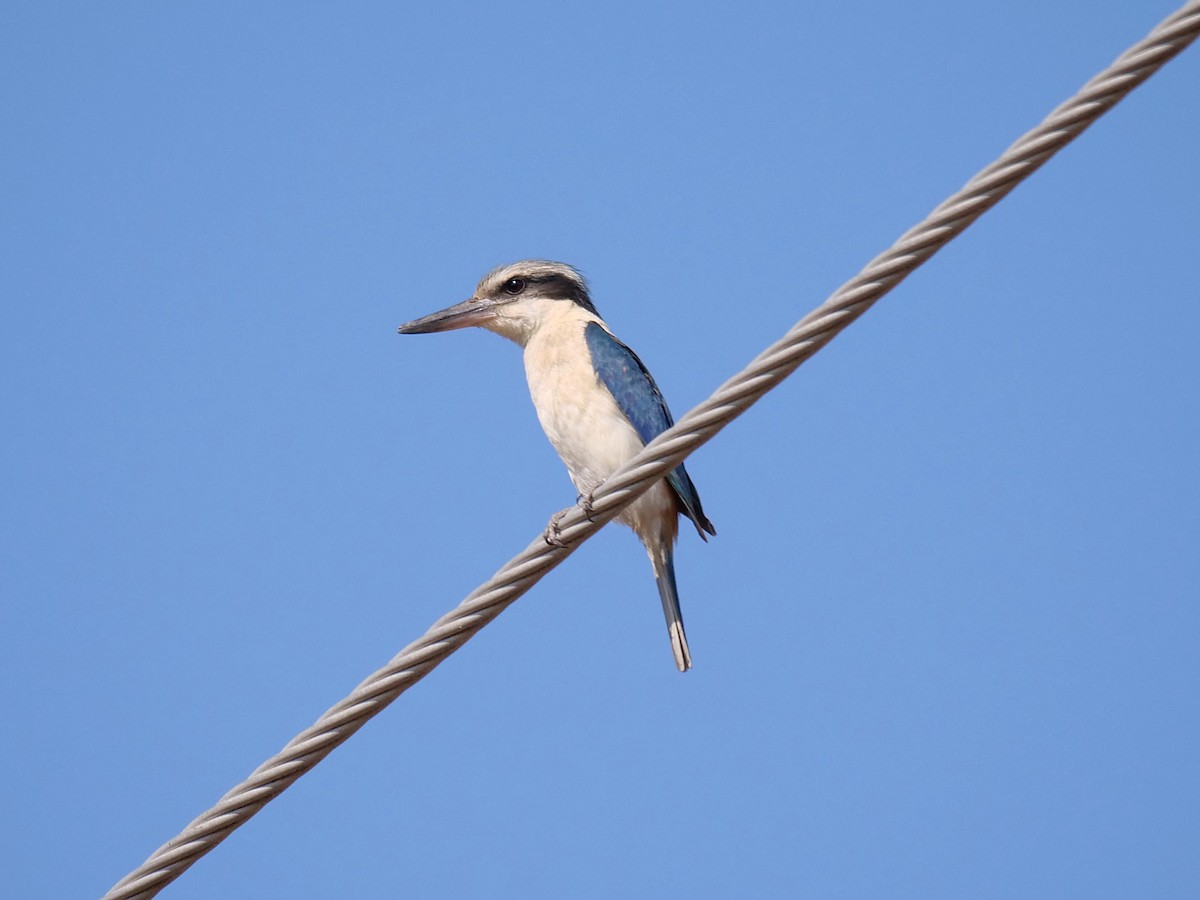 Red-backed Kingfisher - ML646404426