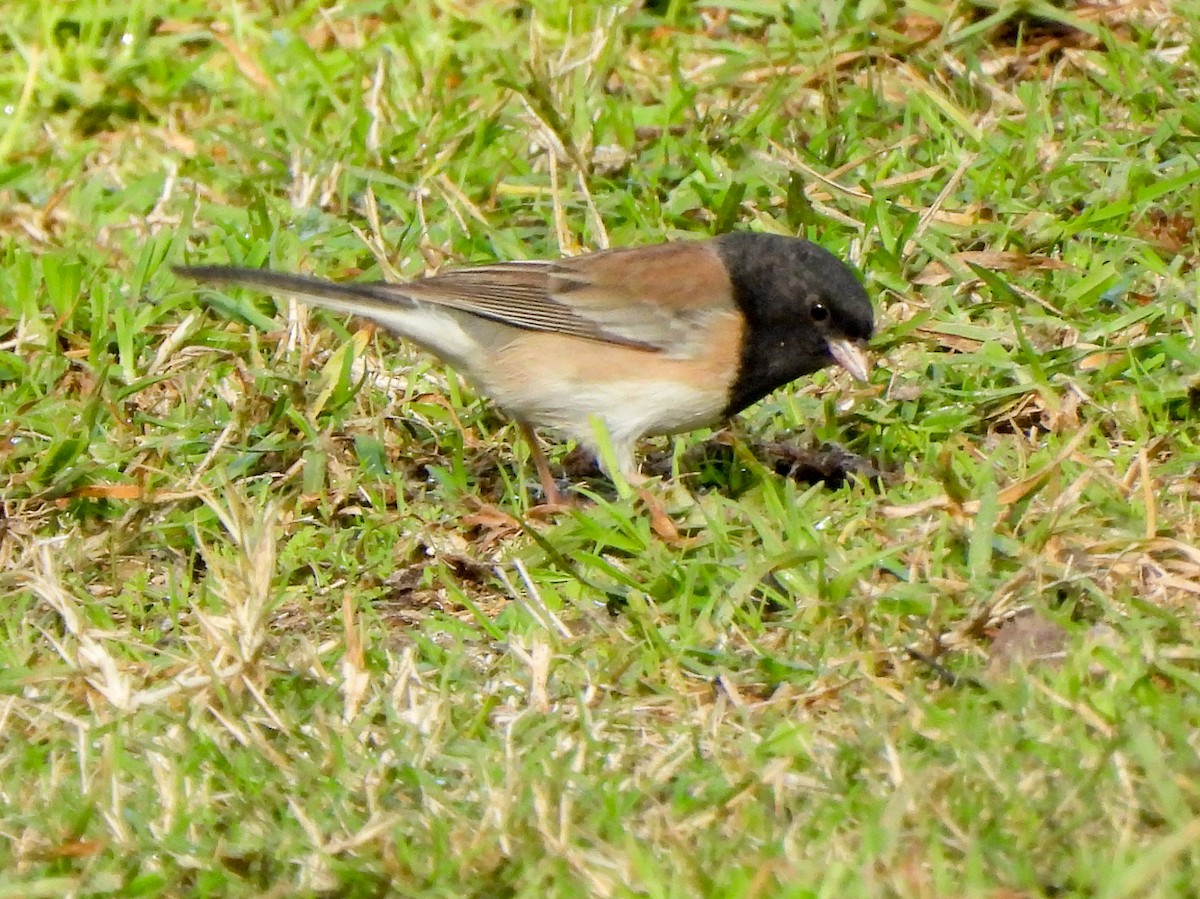 Dark-eyed Junco - ML646404429
