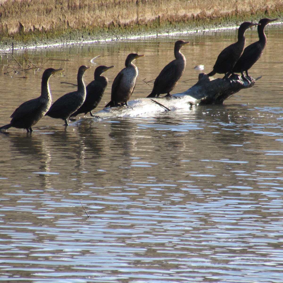 Cormoran à aigrettes - ML646404430