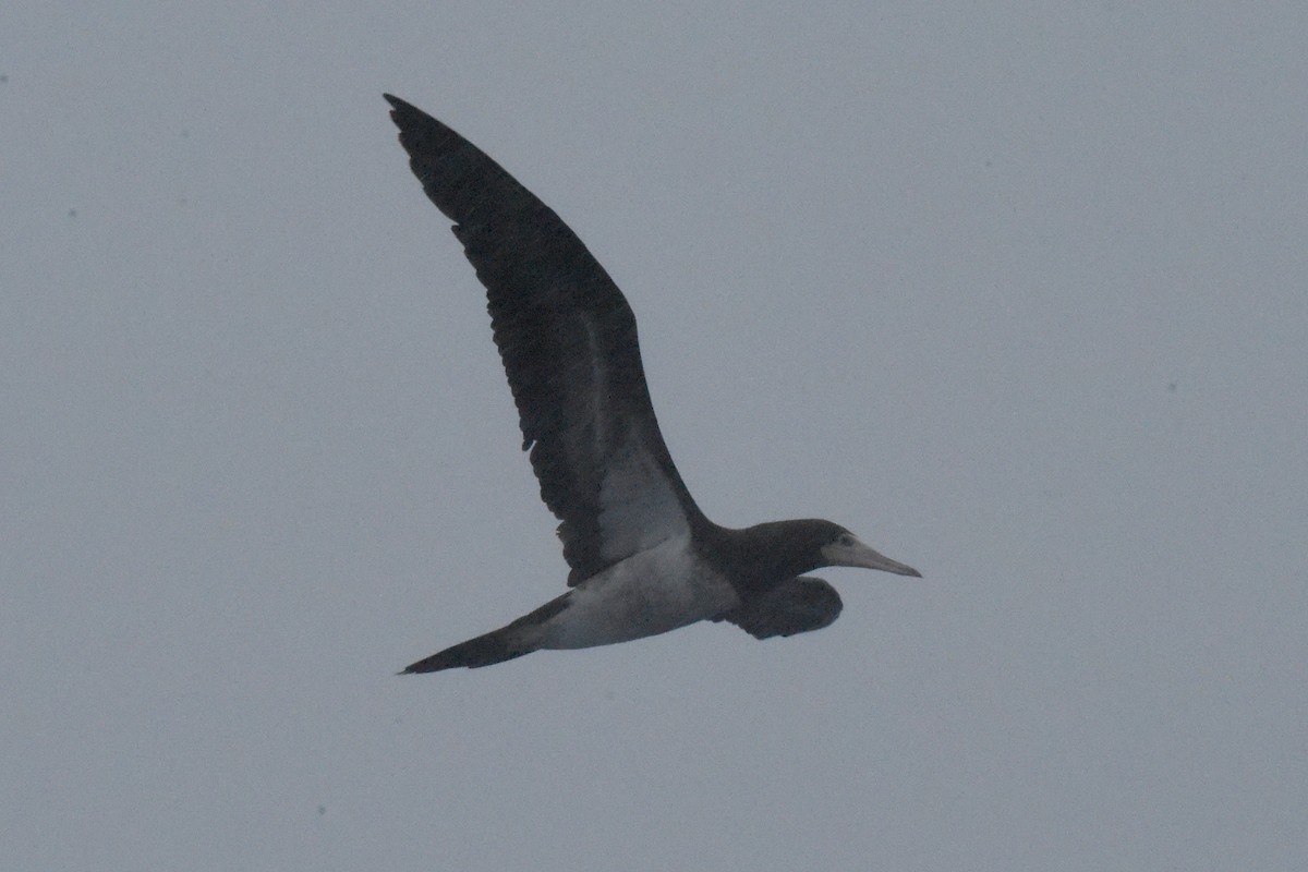 Cocos Booby - ML646404431