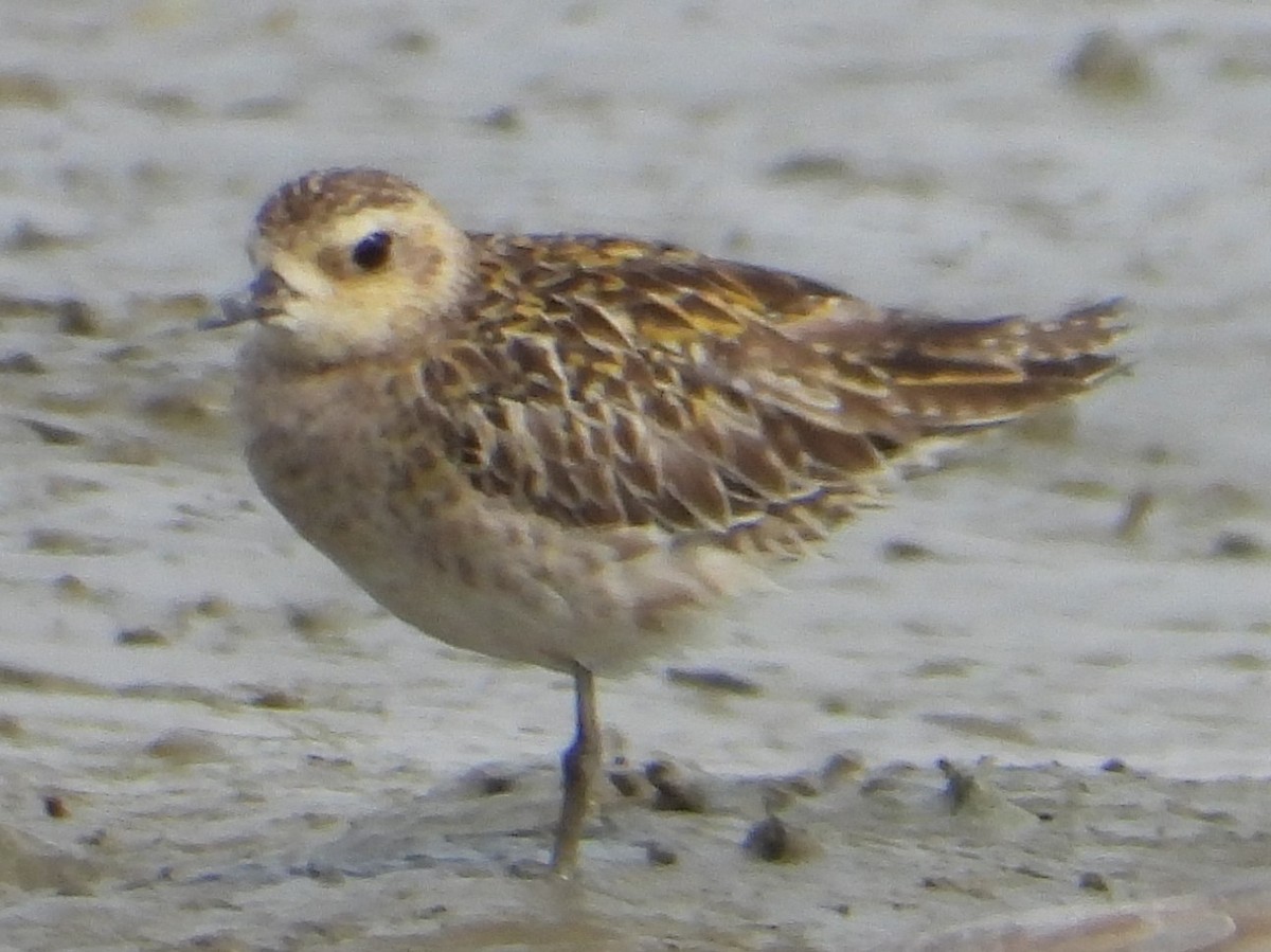 Pacific Golden-Plover - ML646404434