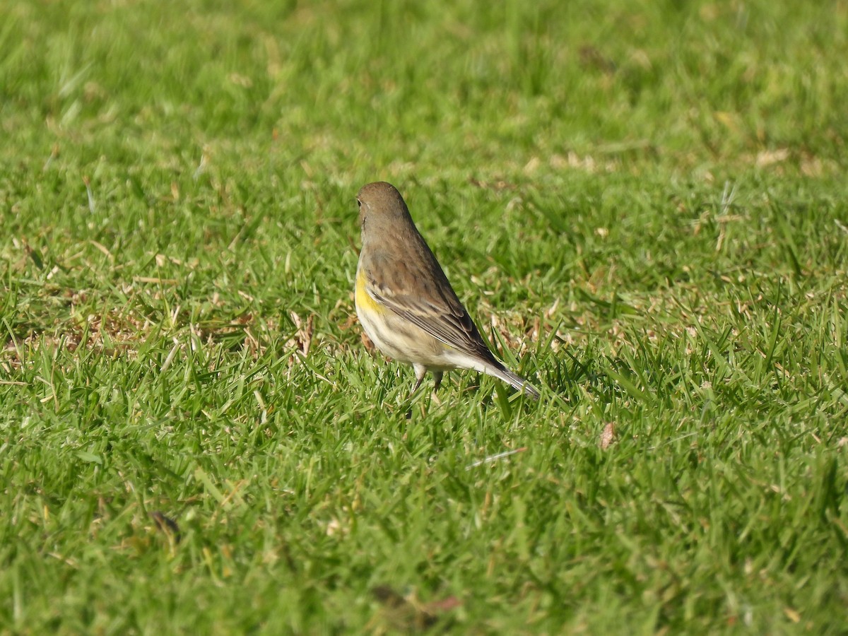 Yellow-rumped Warbler - ML646404436