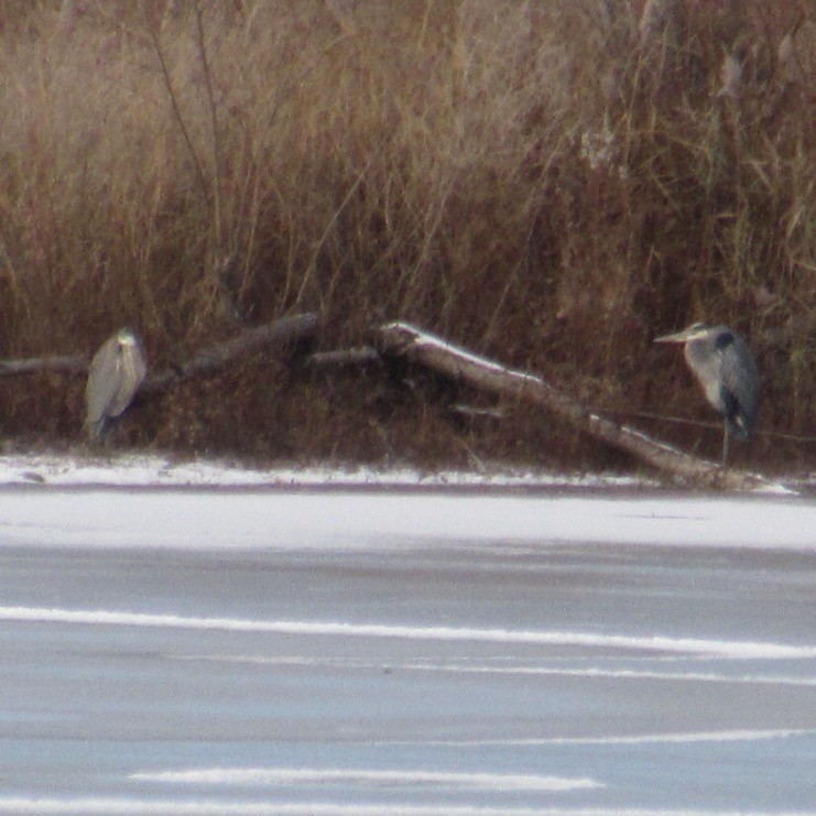 Great Blue Heron - ML646404437