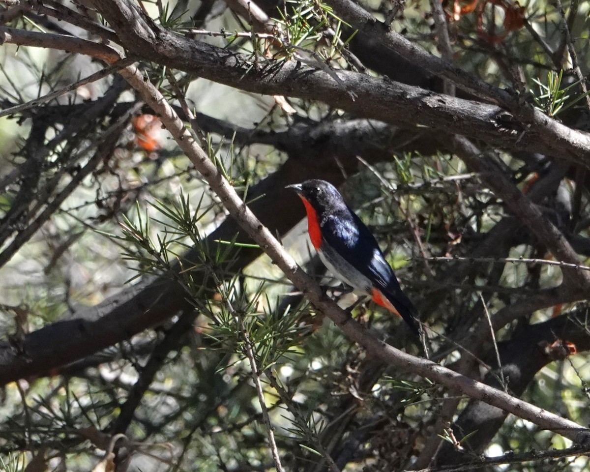 Mistletoebird - ML646404438