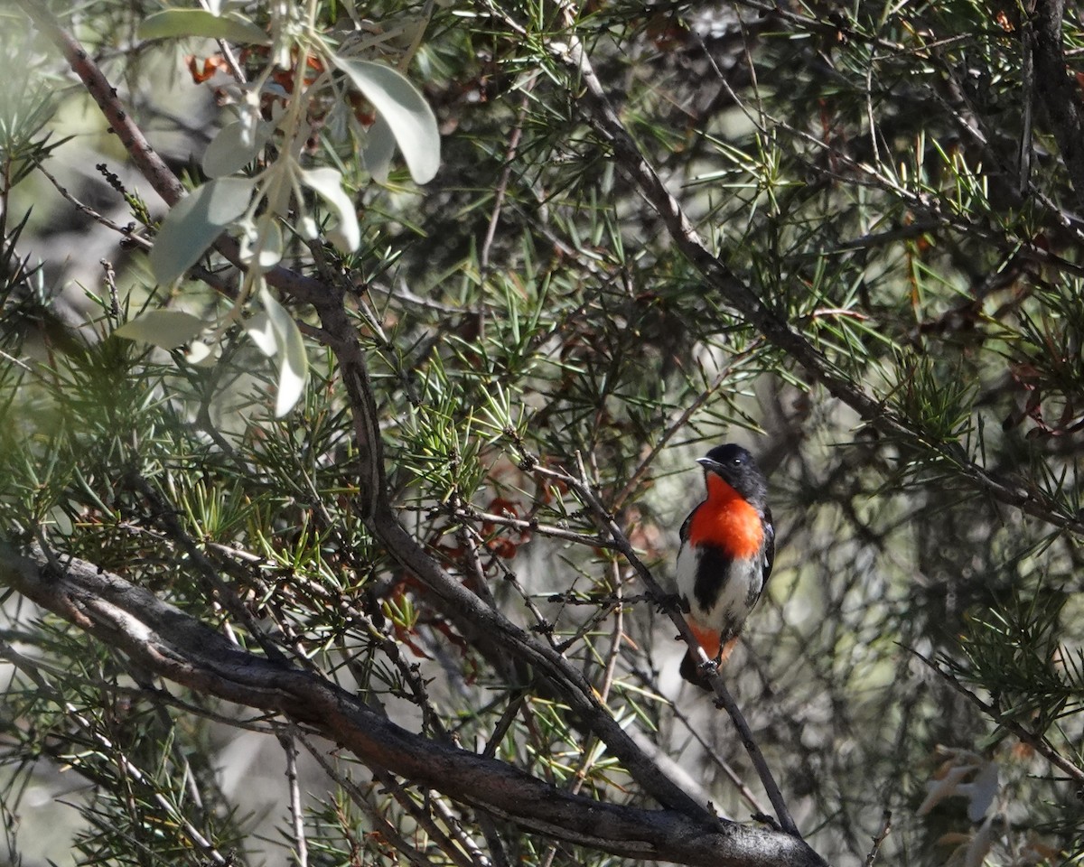 Mistletoebird - ML646404439