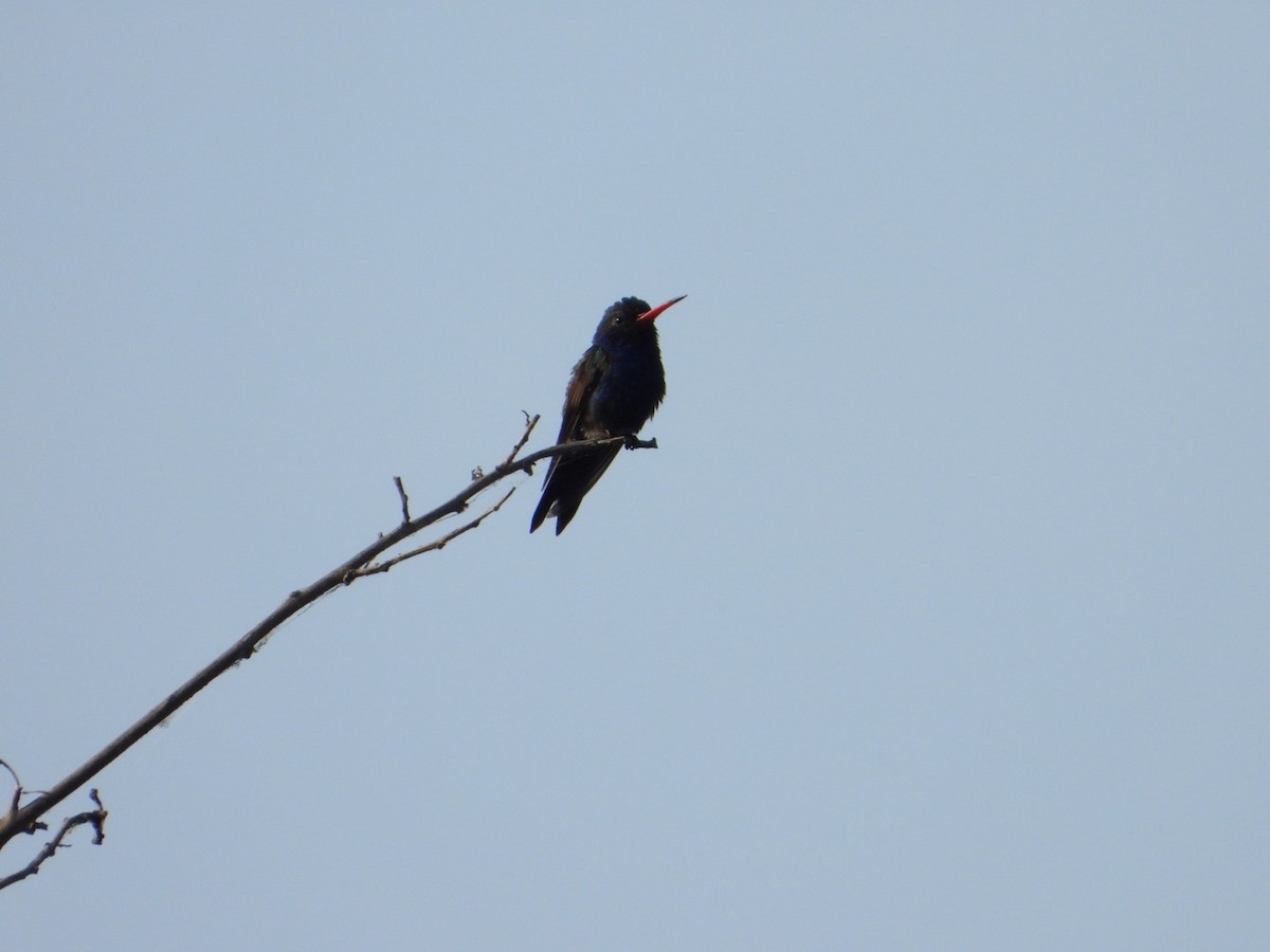 Colibrí Piquiancho de Guerrero - ML646404440