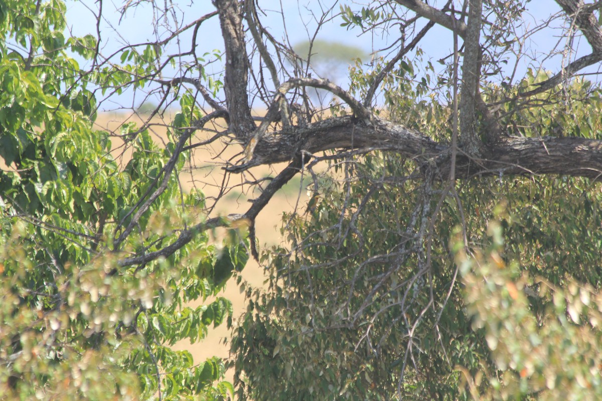 Little Bee-eater - ML646404441