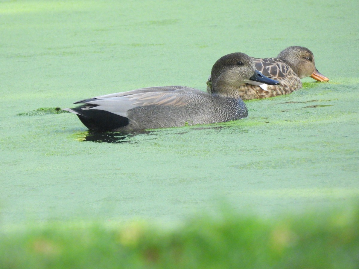 Gadwall - ML646404444