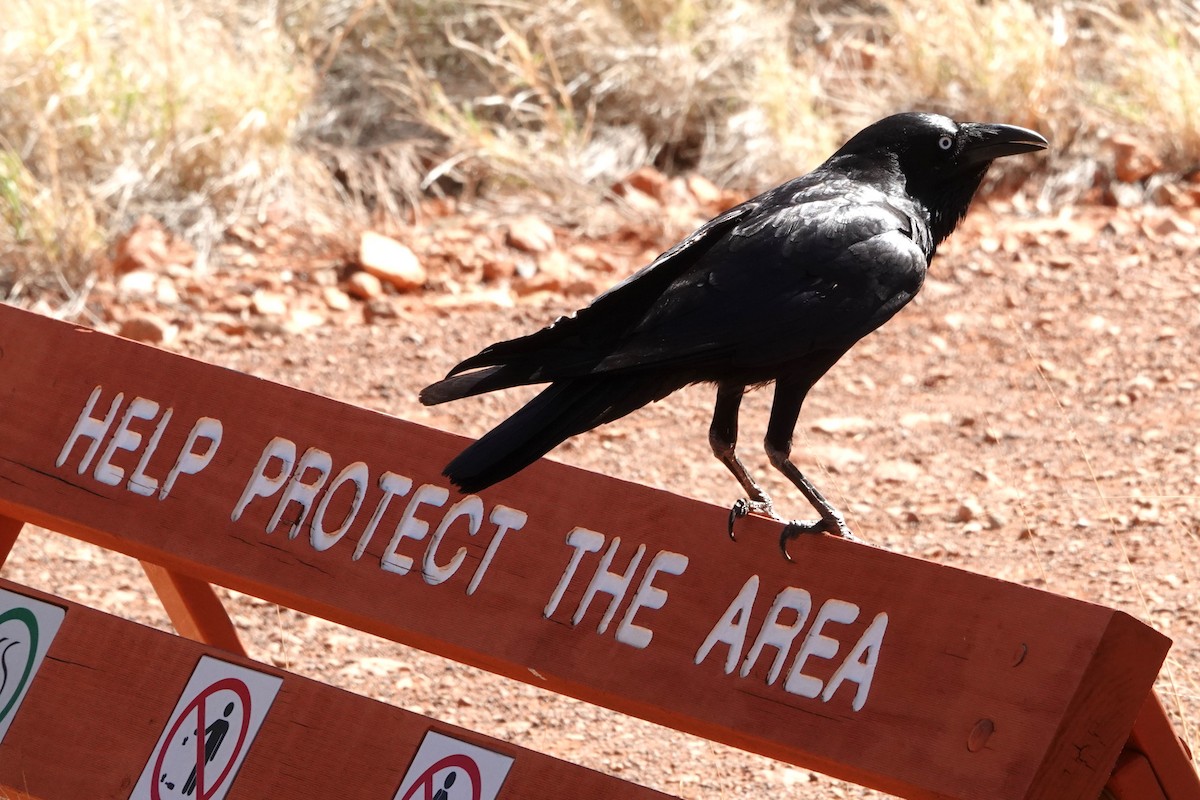 crow sp. - ML646404445