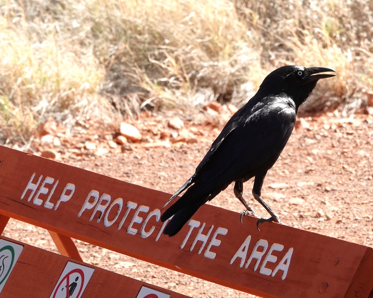 crow sp. - ML646404446