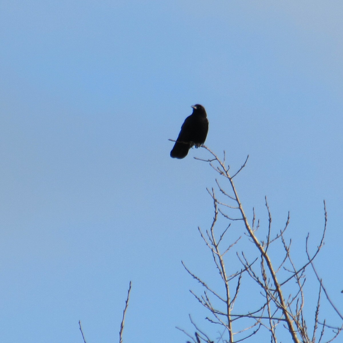 American Crow - ML646404447