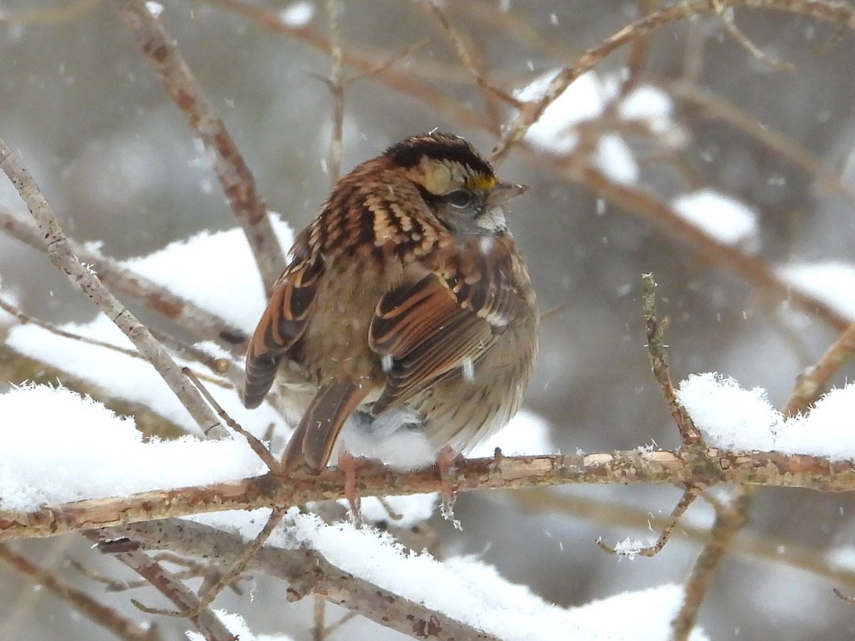 ノドジロシトド - ML646404448