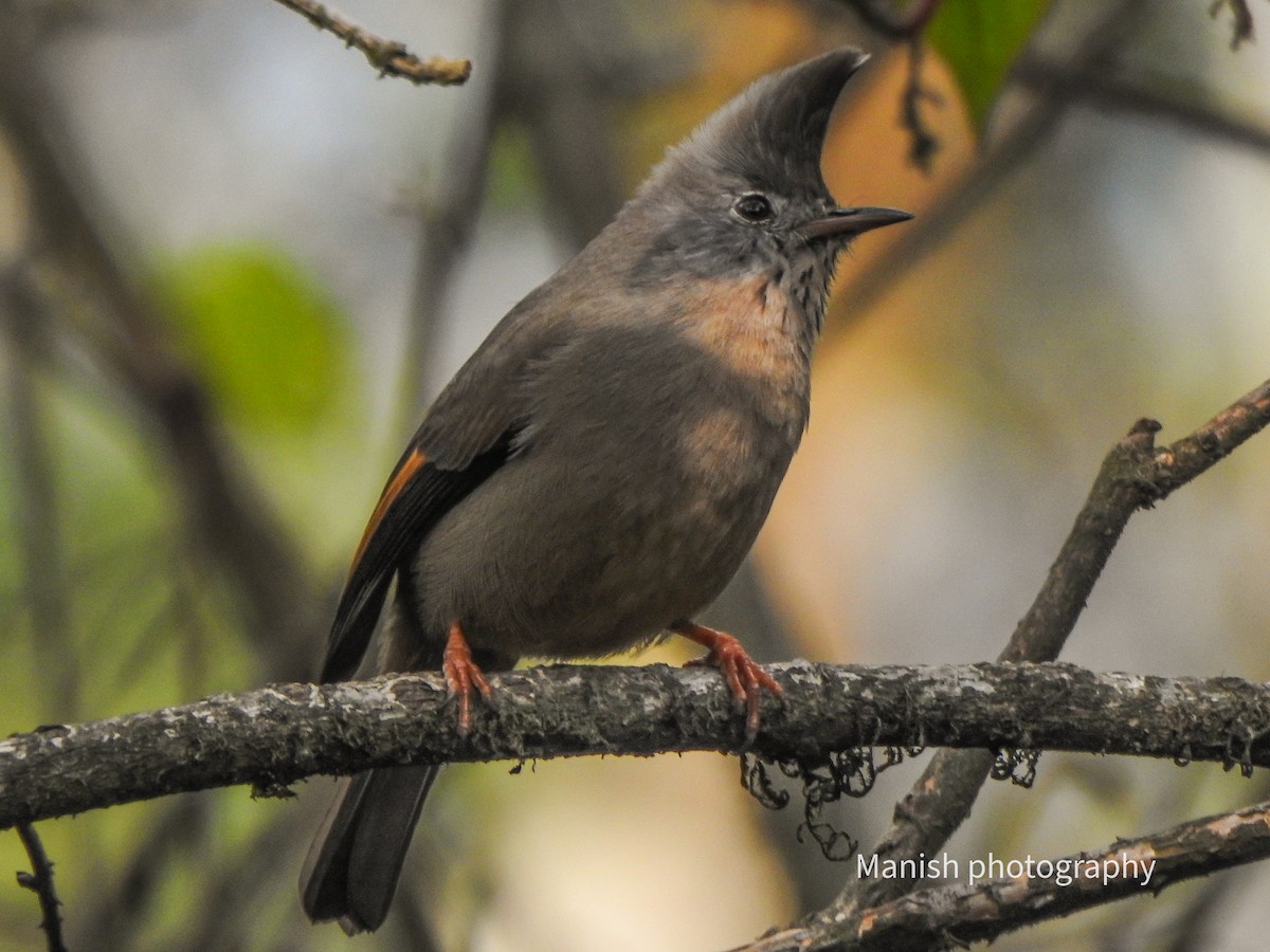 Yuhina à gorge striée - ML646404449