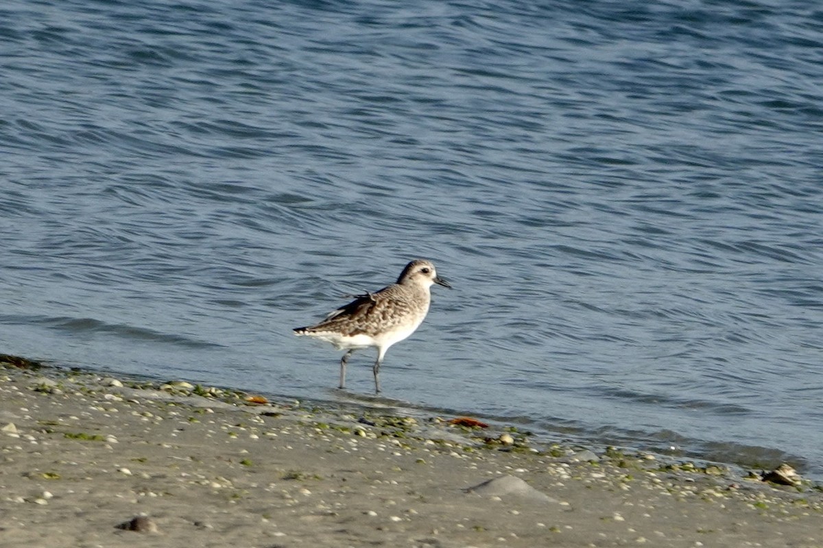 ダイゼン - ML646404451