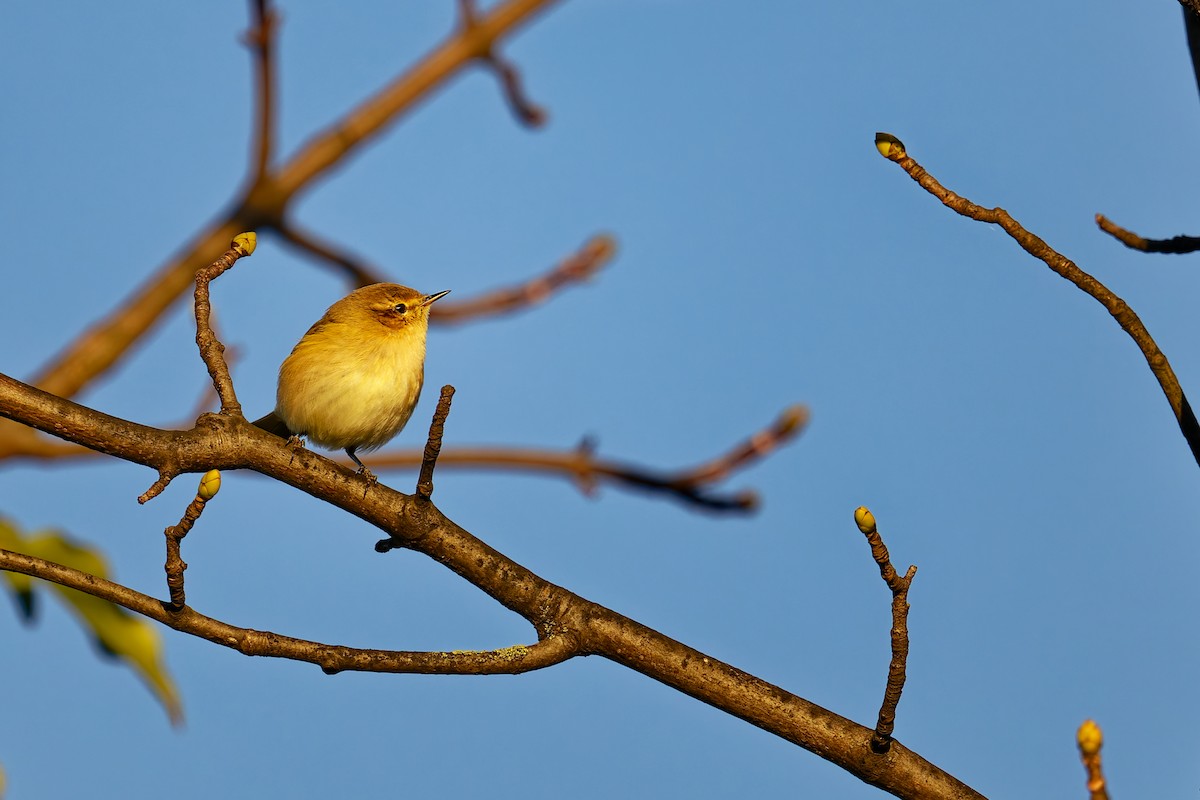 Common Chiffchaff - ML646404458