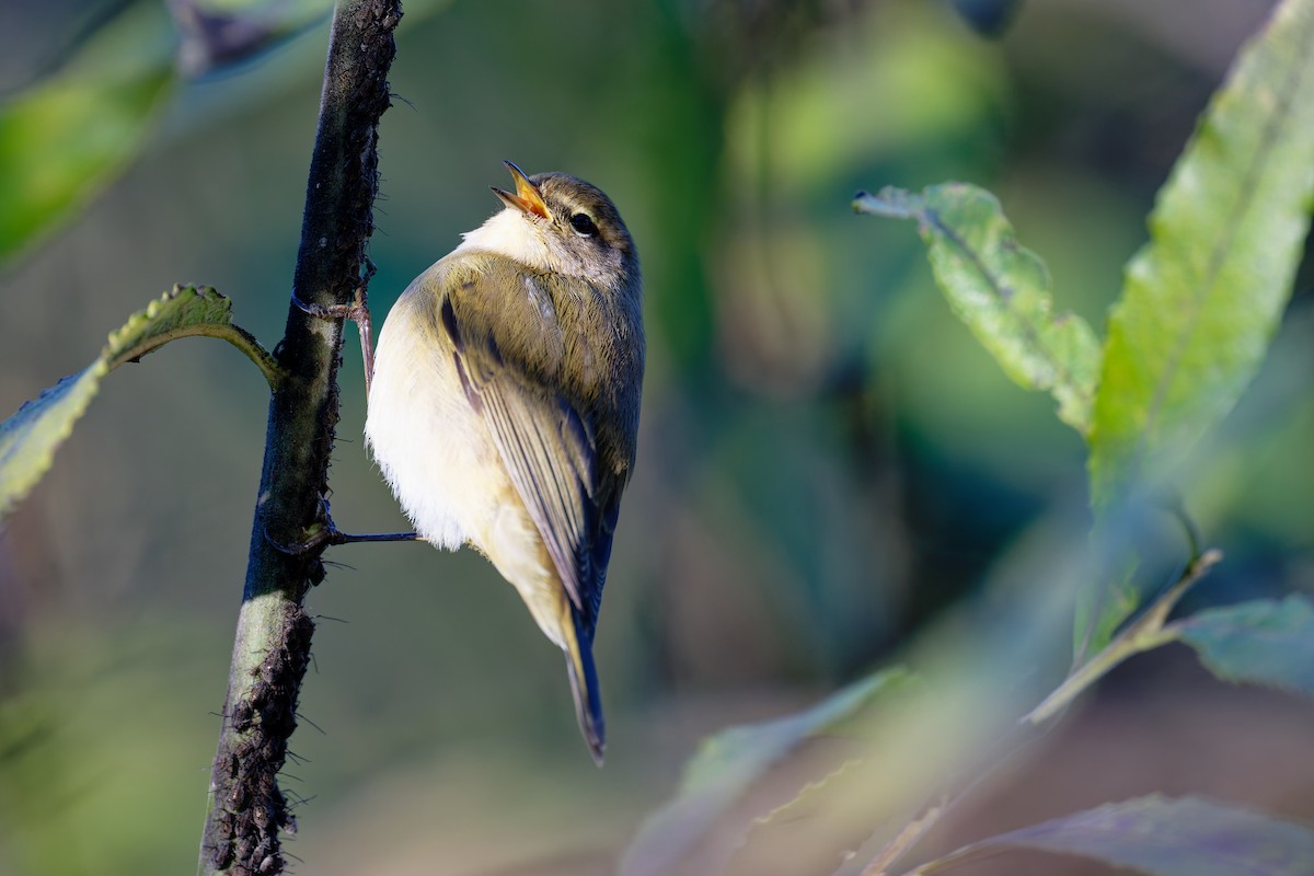 Common Chiffchaff - ML646404459