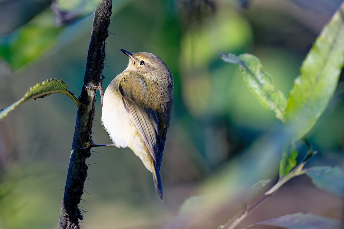 Common Chiffchaff - ML646404460