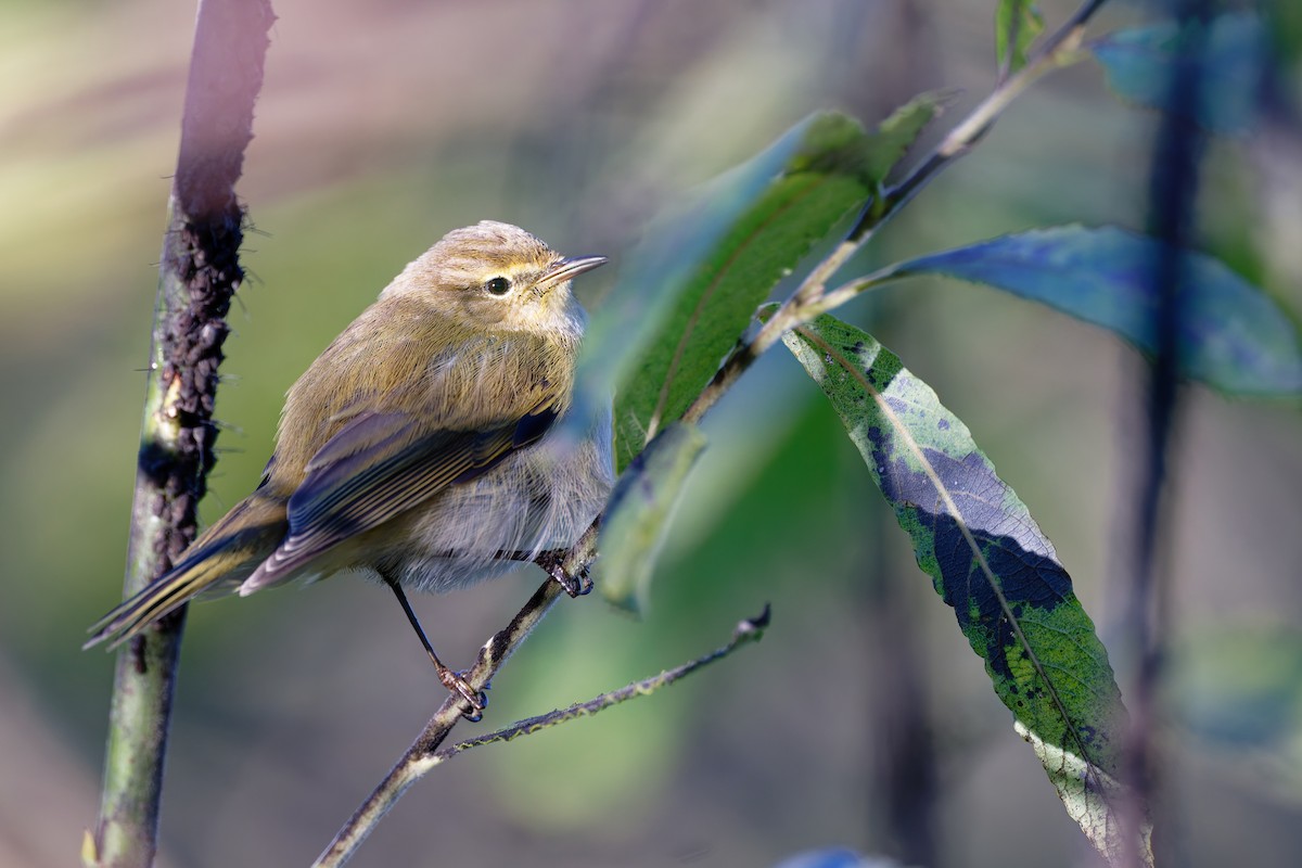 Common Chiffchaff - ML646404461