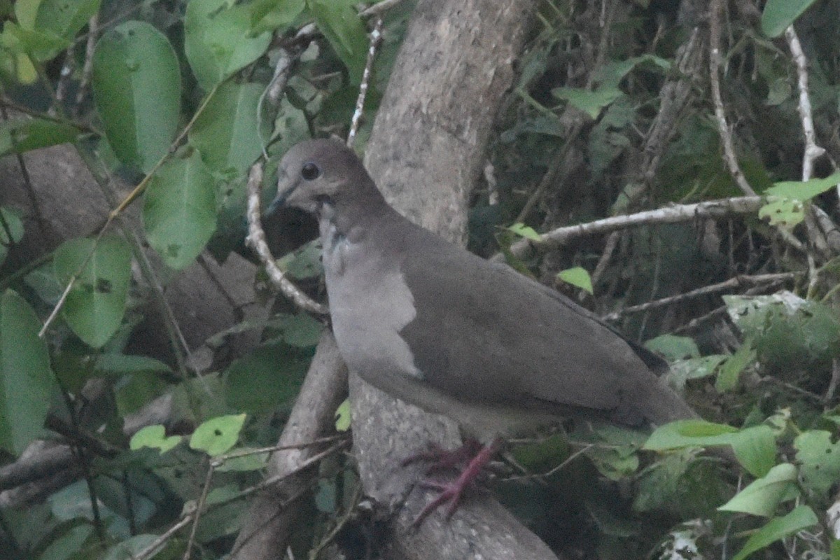 White-tipped Dove - ML646404462