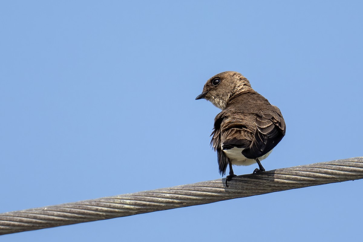 Gray-throated Martin - ML646404463