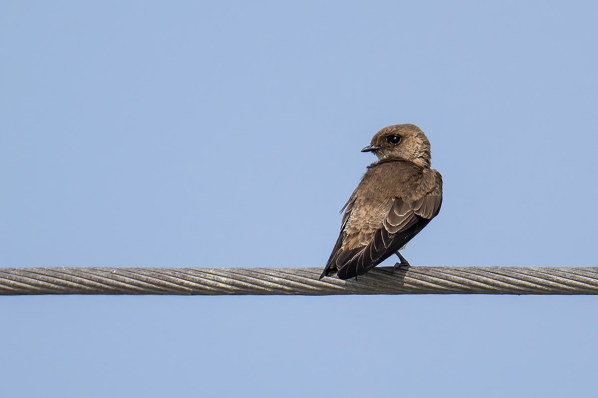 Gray-throated Martin - ML646404464