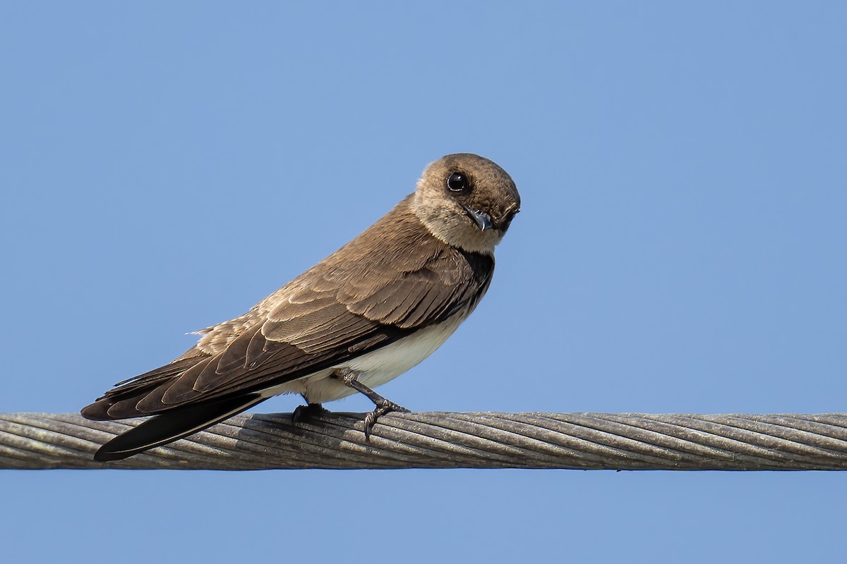 Gray-throated Martin - ML646404465