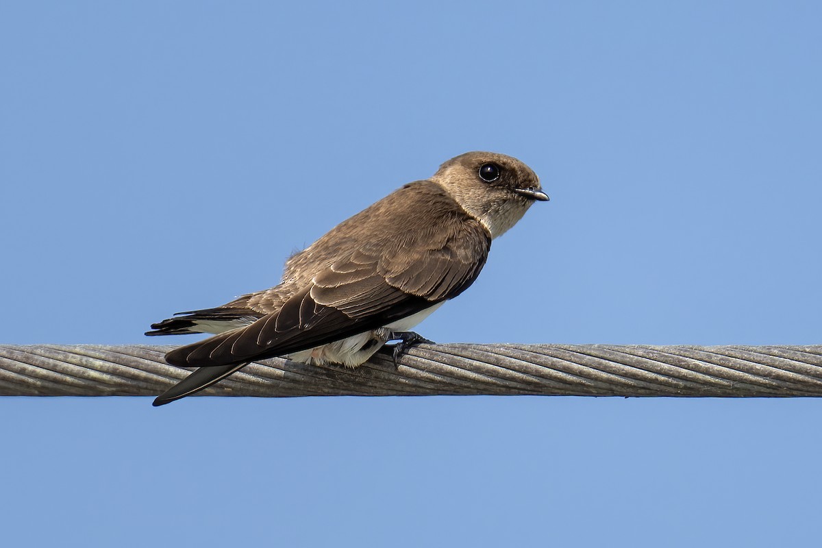 Gray-throated Martin - ML646404466