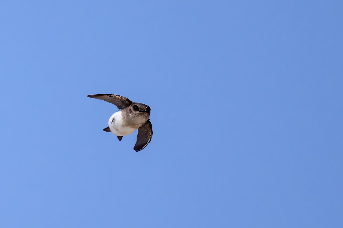 Gray-throated Martin - ML646404467