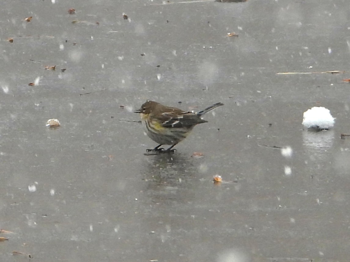 キヅタアメリカムシクイ - ML646404468