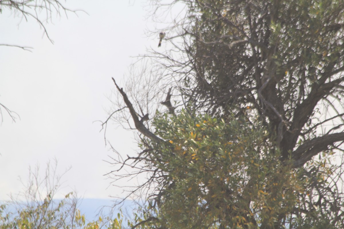 Gray-backed Fiscal - ML646404469