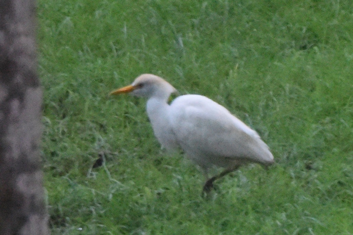 Western Cattle-Egret - ML646404470