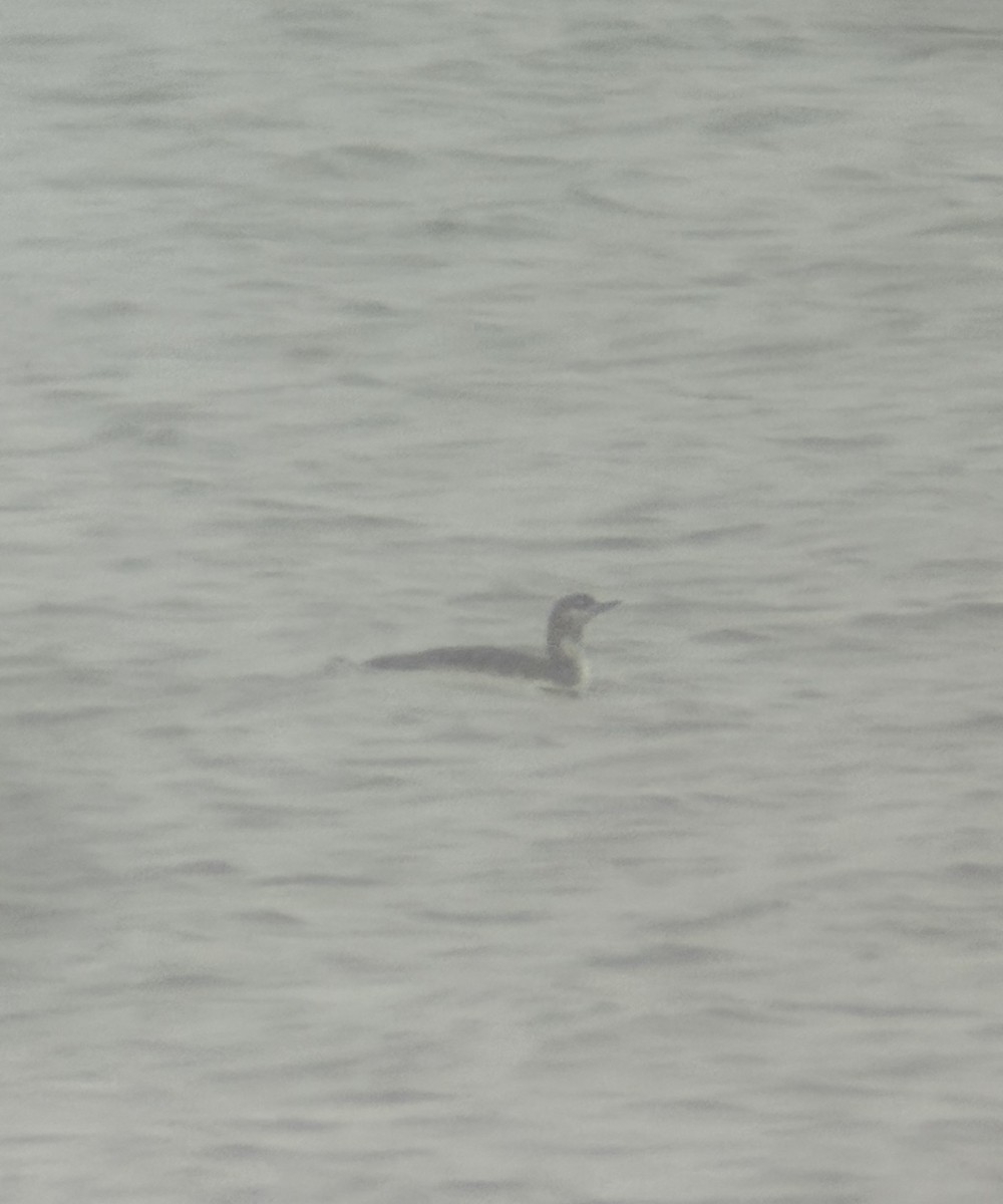 紅喉潛鳥 - ML646404471