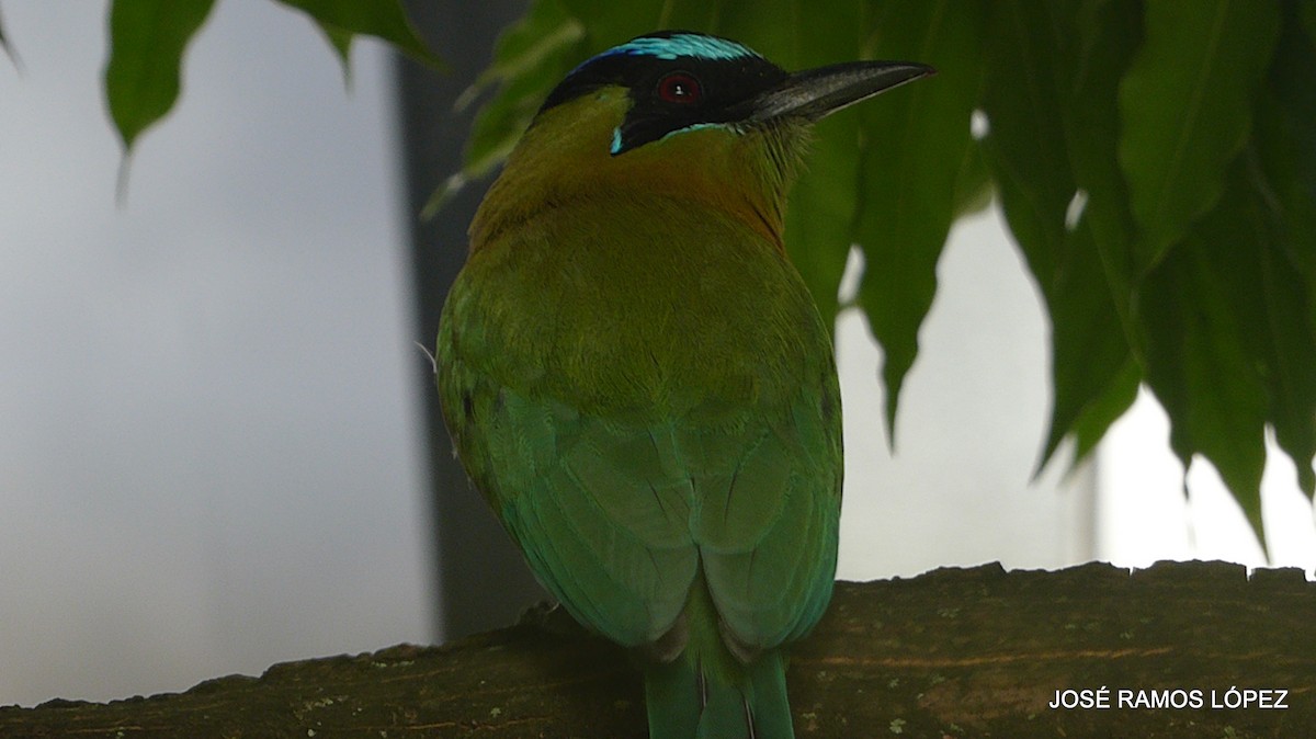 Lesson's Motmot - ML646404472