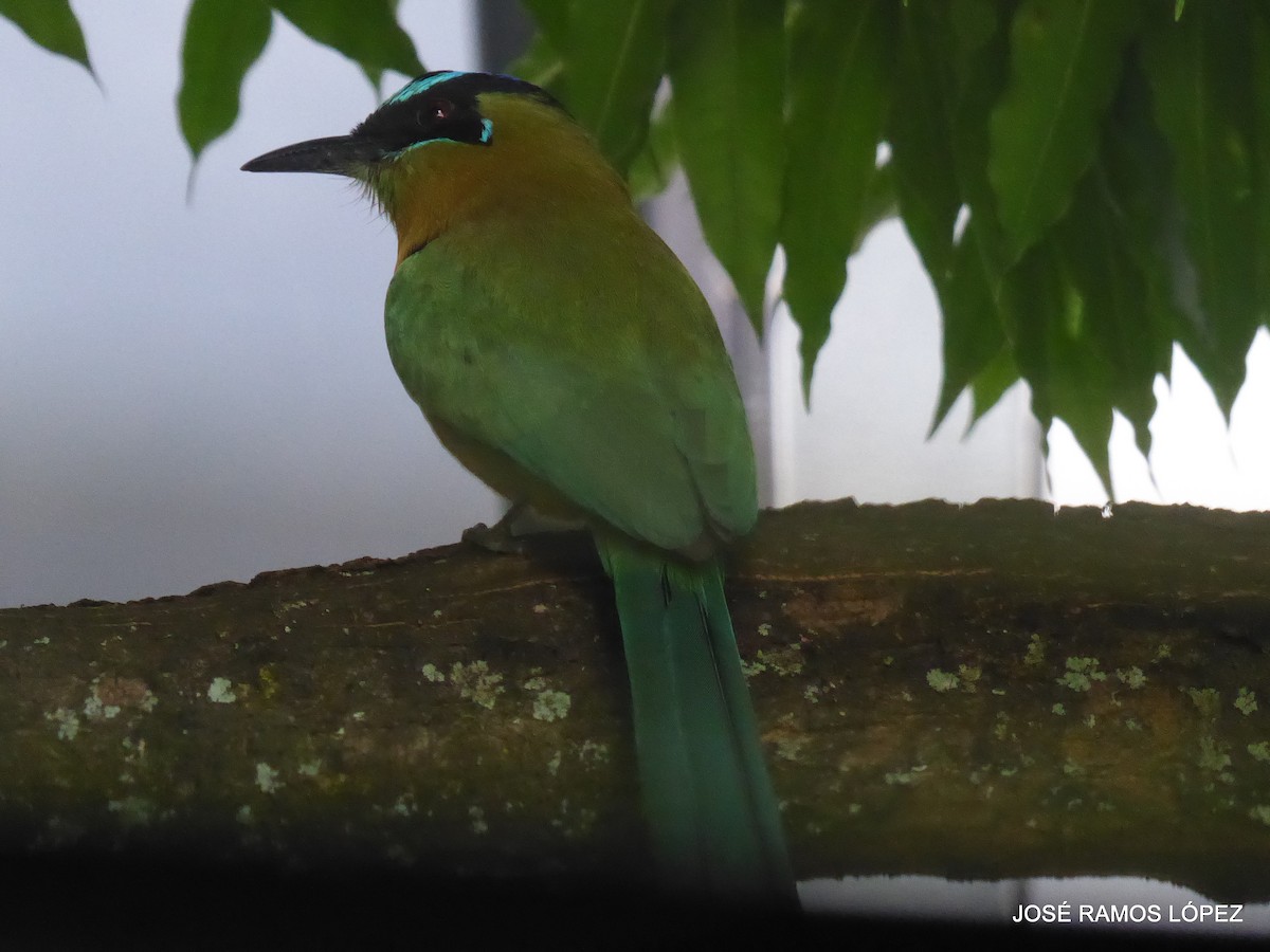 Lesson's Motmot - ML646404473